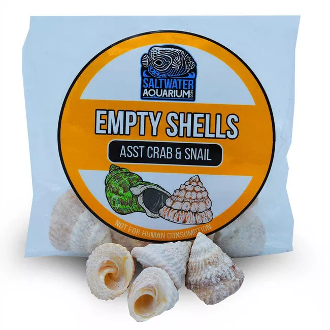 10-medium-standard-shaped-trochoid-sterilized-aquarium-safe-empty-shells (10) Medium Standard Shaped Trochoid Sterilized Aquarium Safe Empty Shells