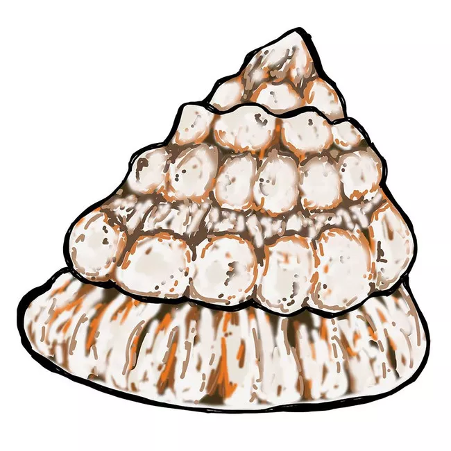 10-pack-astrea-snails-astraea-tecta-cleanup-crew (10) Pack Astrea Snails (Astraea tecta) - Cleanup Crew