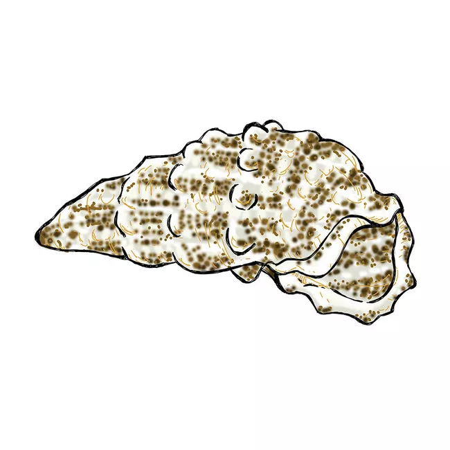 10-pack-cerith-snail-cerithium-sp-cleanup-crew (10) Pack Cerith Snail (Cerithium SP) - Cleanup Crew