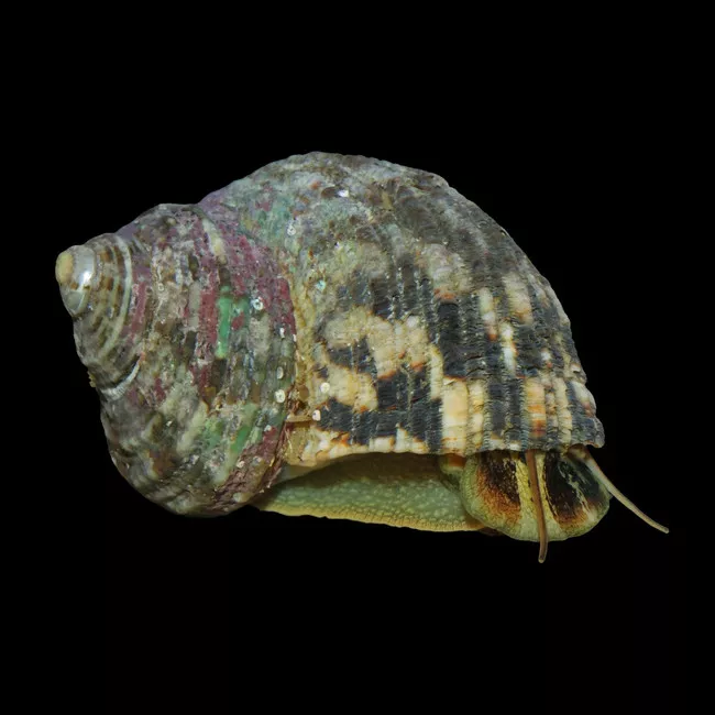 10-pack-large-mexican-turbo-snail-turbo-fluctuosa-cleanup-crew (10) Pack LARGE Mexican Turbo Snail (Turbo Fluctuosa) - Cleanup Crew