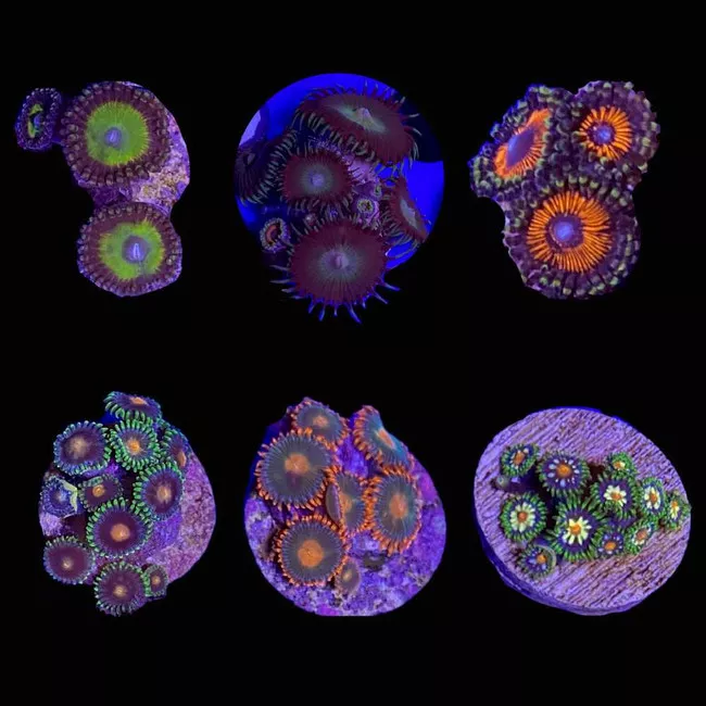 10-pack-mystery-zoanthid-ultra-frag-guaranteed-3-4-1-saq-coral-farm (10 Pack) Mystery Zoanthid (ULTRA FRAG GUARANTEED) (3/4" - 1") - SAQ Coral Farm