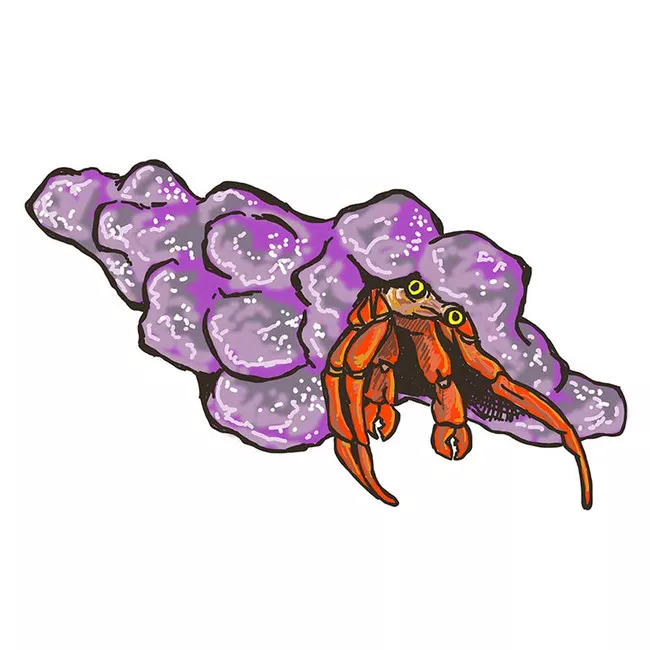 10-pack-scarlet-reef-hermit-crabs-paguristes-cadenati-cleanup-crew (10) Pack Scarlet Reef Hermit Crabs (Paguristes cadenati) - Cleanup Crew