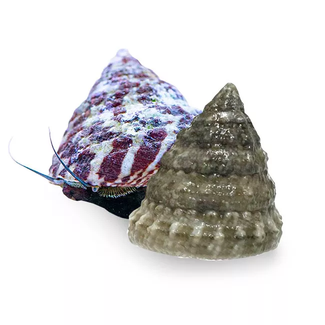10-pack-trochus-snails-trochus-spp-banded-or-white-cleanup-crew (10) Pack Trochus Snails (Trochus spp.) Banded or White - Cleanup Crew