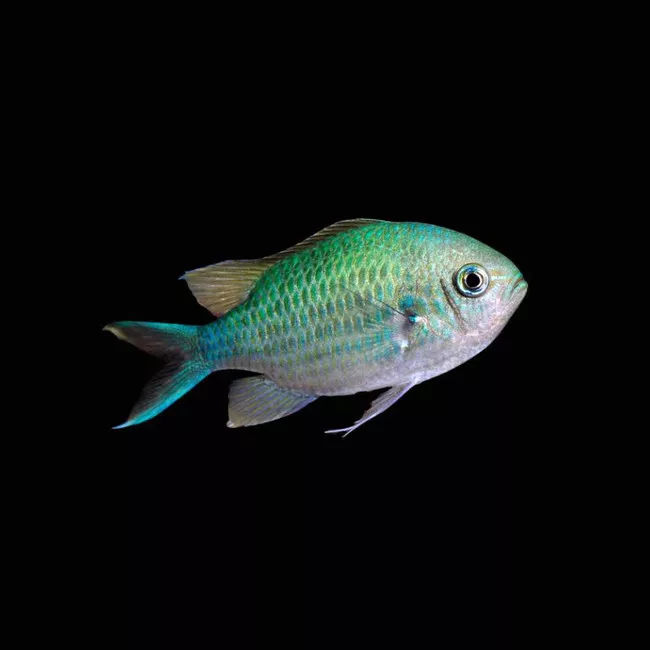 24-pack-green-chromis-chromis-viridis-saq-chicago-fish (24 Pack) Green Chromis (Chromis Viridis) - SAQ Chicago Fish