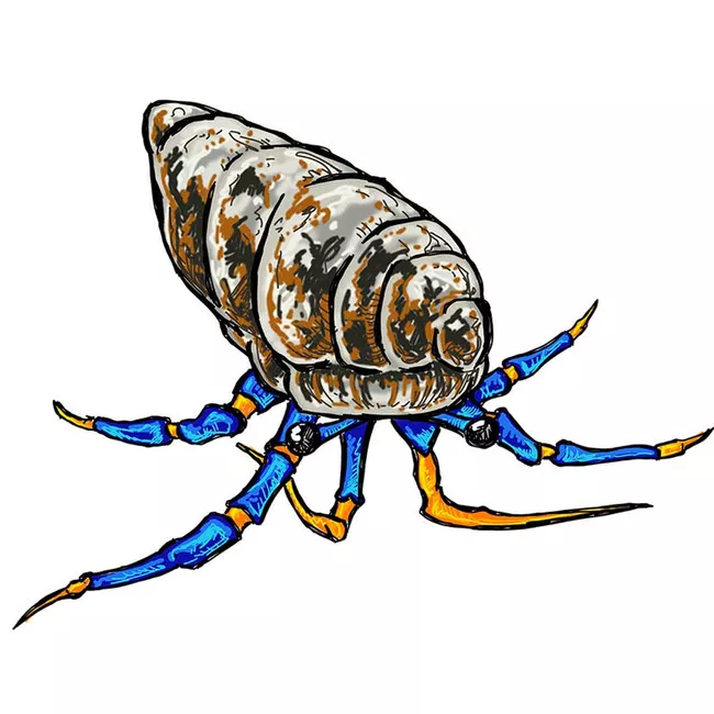 25-pack-blue-legged-hermit-crabs-clibanarius-sp-cleanup-crew (25) Pack Blue Legged Hermit Crabs (Clibanarius sp) - Cleanup Crew