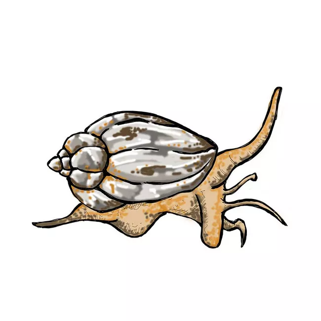 25-pack-large-nassaurius-snail-nassarius-vibex-cleanup-crew (25) Pack LARGE Nassaurius Snail (Nassarius vibex) - Cleanup Crew