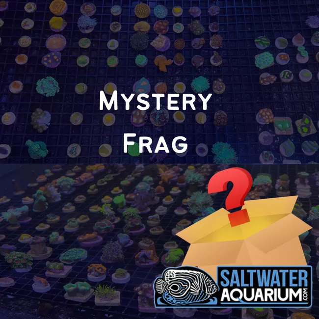 25-pack-mystery-frag-ultra-frags-guaranteed-3-4-1-saq-coral-farm (25 Pack) Mystery Frag (ULTRA FRAGS GUARANTEED)(3/4" - 1") - SAQ Coral Farm