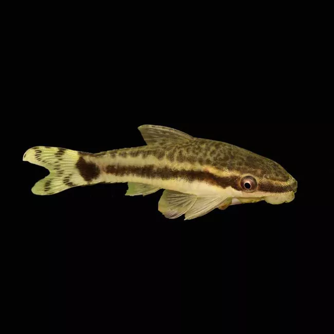 3-pack-algae-eating-otocinclus-catfish-freshwater-fish-saq-chicago-fish (3 PACK) Algae Eating Otocinclus Catfish(Freshwater) Fish - SAQ Chicago Fish