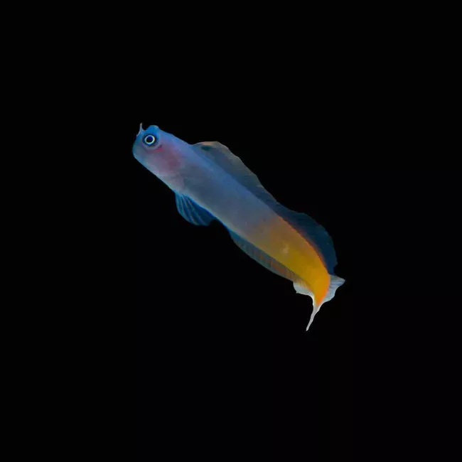 3-pack-bicolor-blenny-ecsenius-bicolor-saq-chicago-fish (3 Pack) Bicolor Blenny (Ecsenius Bicolor) - SAQ Chicago Fish