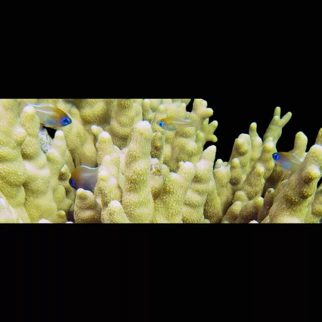 3-pack-blue-eyed-cardinalfish-zoramia-leptacantha-saq-chicago-fish (3 Pack) Blue Eyed Cardinalfish (Zoramia Leptacantha) - SAQ Chicago Fish