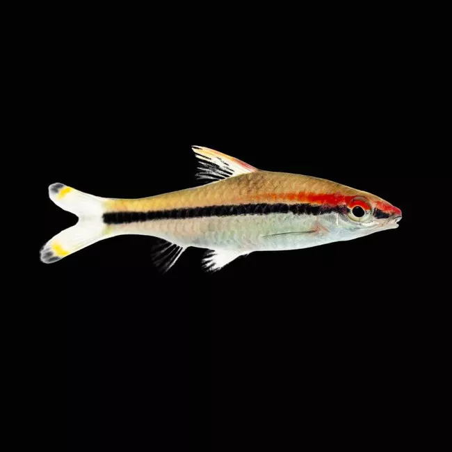 (3 Pack)Denison Barb (Freshwater) Fish - SAQ Chicago Fish