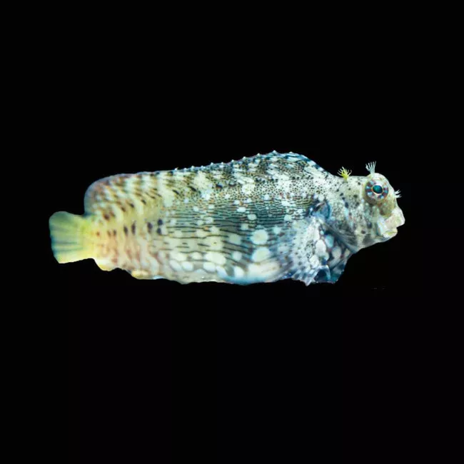 (3 Pack) Lawnmower Blenny (Salarias Fasciatus) - SAQ Chicago Fish