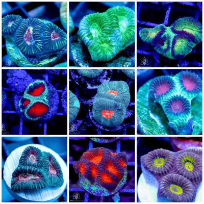 (3 PACK) Mystery ACI Ultra Favia Frag (3/4" - 1") - SAQ Coral Farm