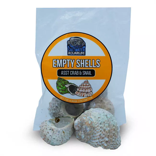(5) Large Standard Shaped Turbinate Sterilized Aquarium Safe Empty Shells