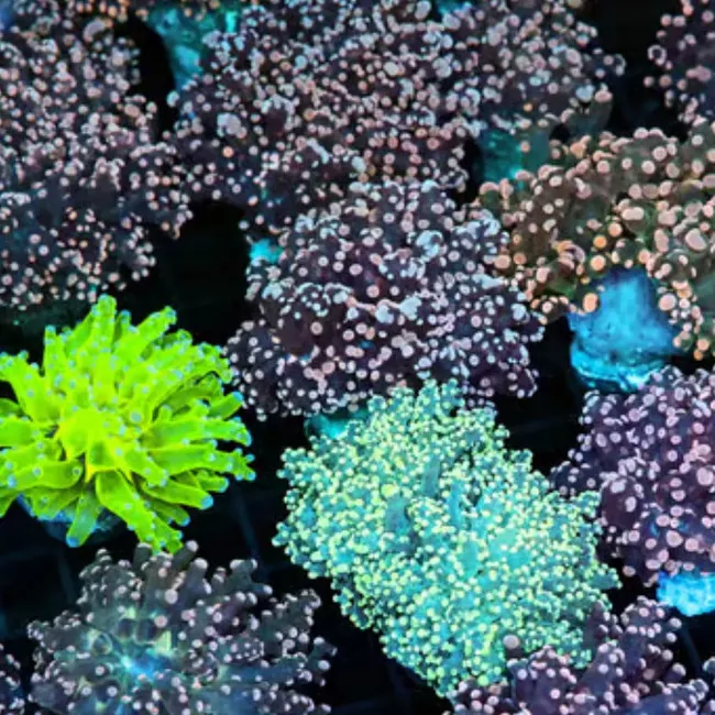 (5 Pack) Mystery Frogspawn Coral (3/4" - 1") - SAQ Coral Farm