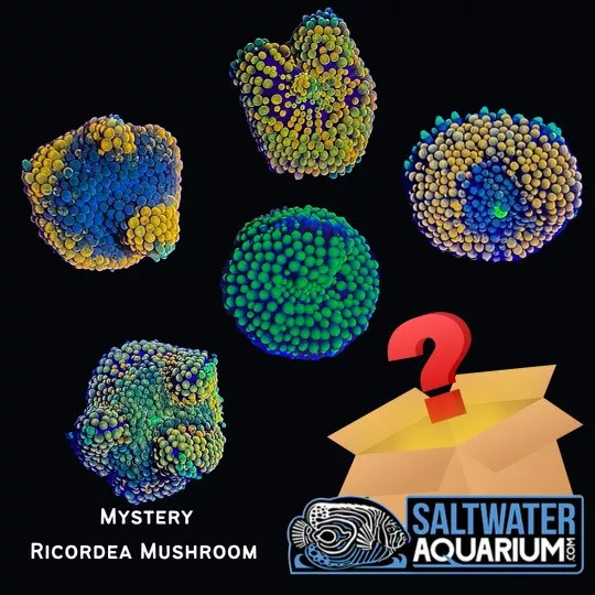 (5 Pack) Random Mystery Florida Ricordea Mushroom Coral (3/4" - 1"+) - SAQ Coral Farm