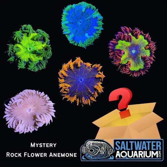 (5 Pack) Random Mystery Rock Flower Anemone Coral (3/4" - 5") - SAQ Coral Farm