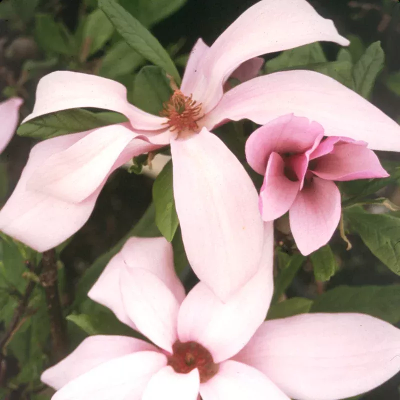 ann-magnolia ‘Ann’ Magnolia