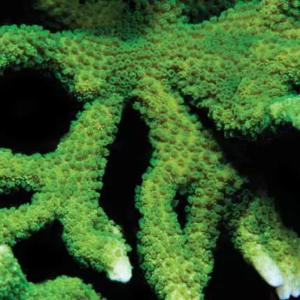 aquacultured-neon-green-montipora-digitata-coral-montipora-digitata-ora-chicago Aquacultured Neon Green Montipora digitata Coral (Montipora digitata) - ORA CHICAGO