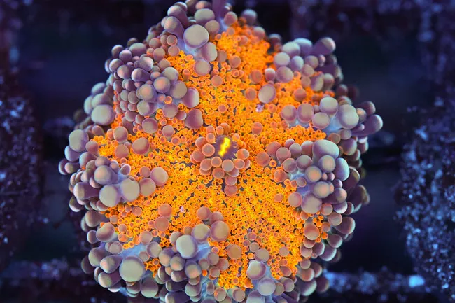 bounce-yuma-mushroom-wysiwyg-saq-coral-farm Bounce Yuma Mushroom WYSIWYG - SAQ Coral Farm