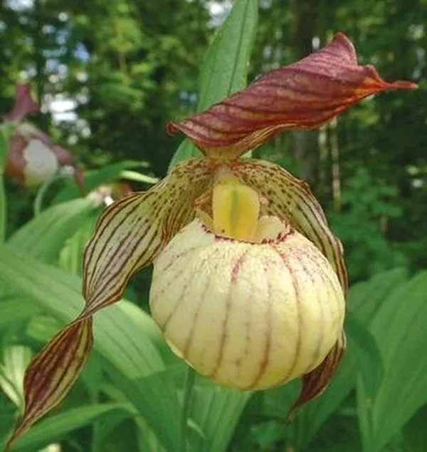 Cypripedium 'Paul'