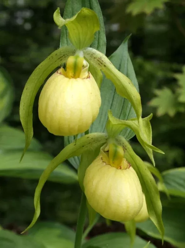 Cypripedium 'Ursel'