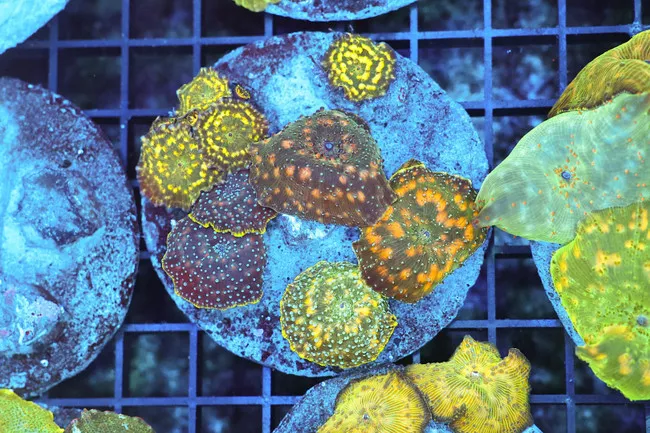 disco-mushroom-colony-wysiwyg-saq-coral-farm Disco Mushroom Colony WYSIWYG - SAQ Coral Farm