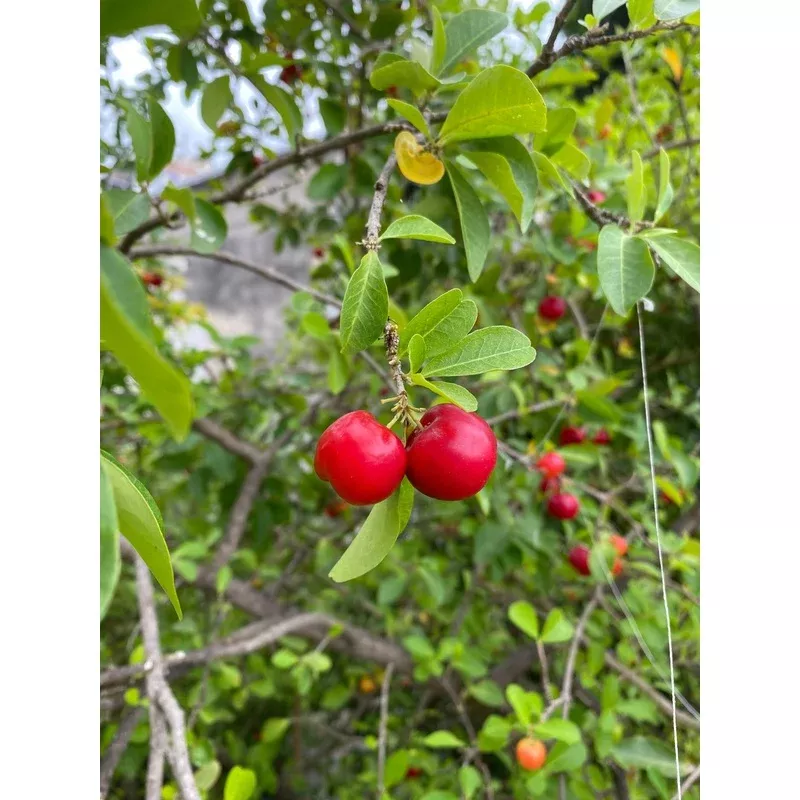 dwarf-barbados-cherry ‘Dwarf’ Barbados Cherry