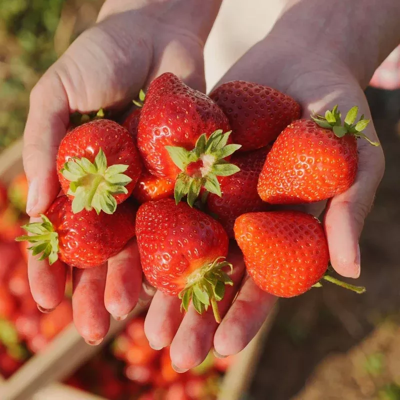 elegance-strawberry-plants ‘Elegance’ Strawberry Plants