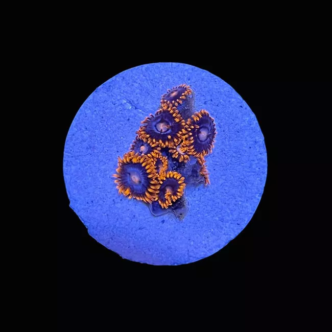 fire-ice-zoanthids-saq-coral-farm Fire and Ice Zoanthids - SAQ Coral Farm