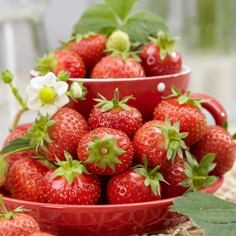 florence-strawberry-plants ‘Florence’ Strawberry Plants
