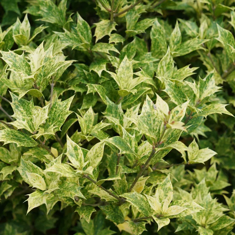 goshiki-holly-osmanthus ‘Goshiki’ Holly Osmanthus