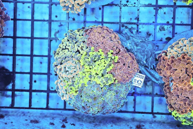 hammer-garden-colony-wysiwyg-saq-coral-farm Hammer Garden Colony WYSIWYG - SAQ Coral Farm