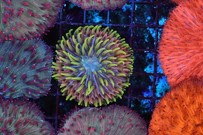 jungle-monster-fungia-plate-coral-wysiwyg-saq-coral-farm Jungle Monster Fungia Plate Coral WYSIWYG - SAQ Coral Farm