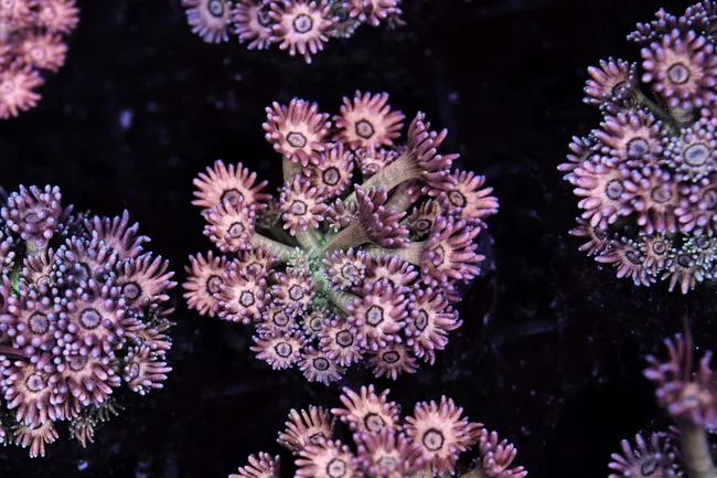 key-lime-goniopora-coral-wysiwyg-saq-coral-farm Key Lime Goniopora Coral WYSIWYG - SAQ Coral Farm