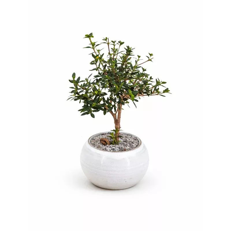 kiki-kyoto-serissa-speckled-white ‘Kiki’ the Kyoto Serissa Speckled White