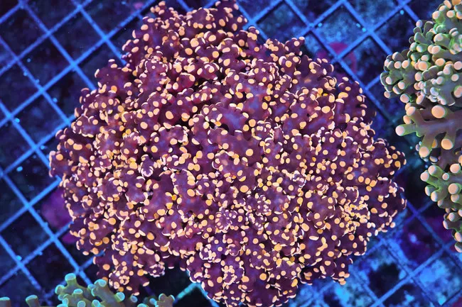 lg-orange-frogspawn-coral-colony-wysiwyg-saq-coral-farm LG Orange Frogspawn Coral Colony WYSIWYG - SAQ Coral Farm