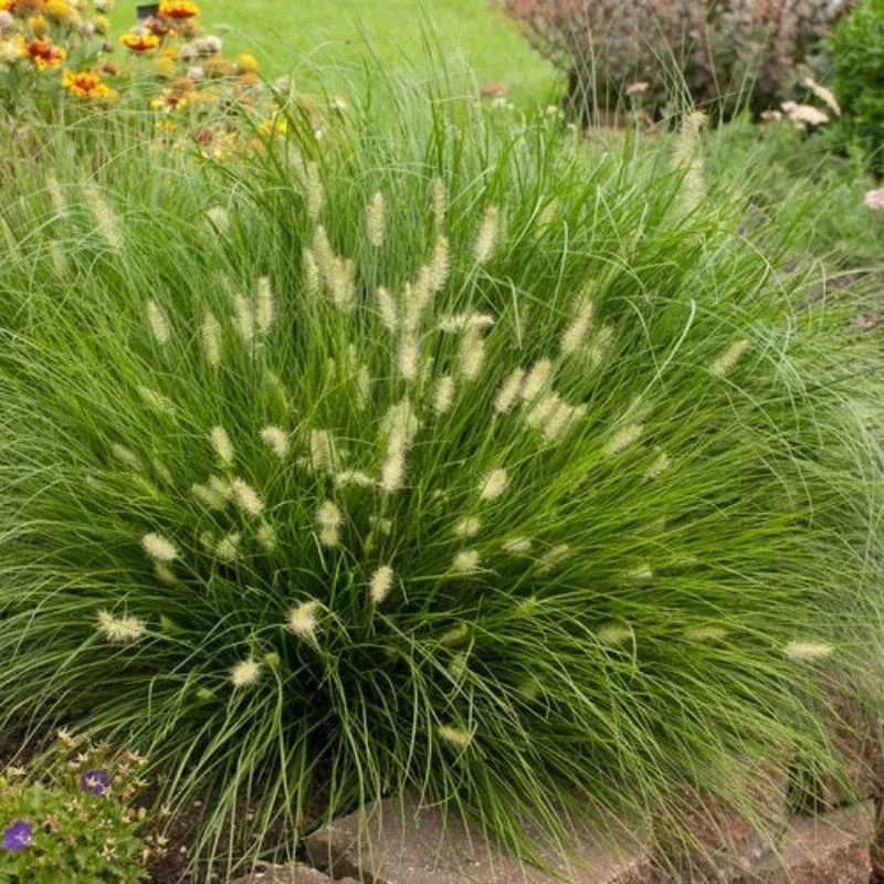 little-bunny-fountain-grass ‘Little Bunny’ Fountain Grass