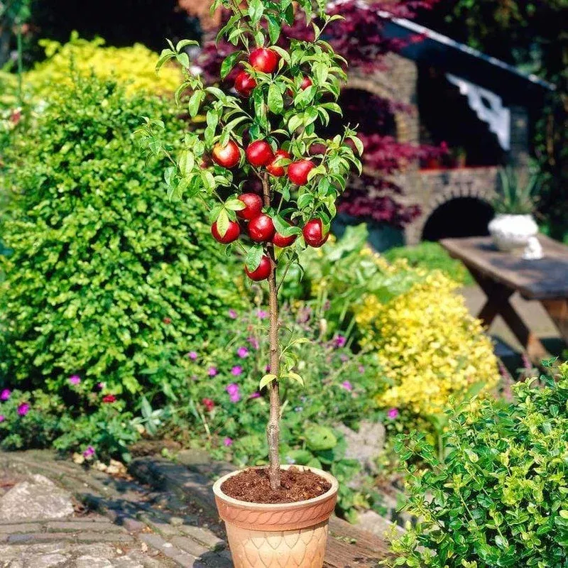 lord-napier-nectarine-tree ‘Lord Napier’ Nectarine Tree
