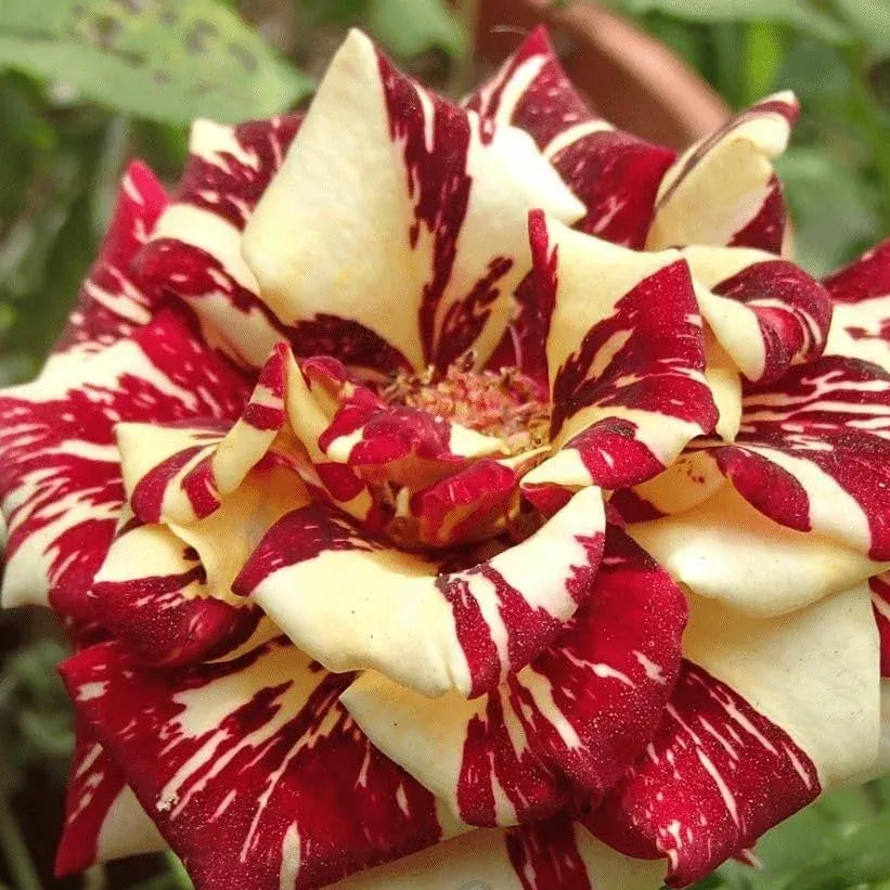 Mix Dragon Rose Flower seeds for Planting