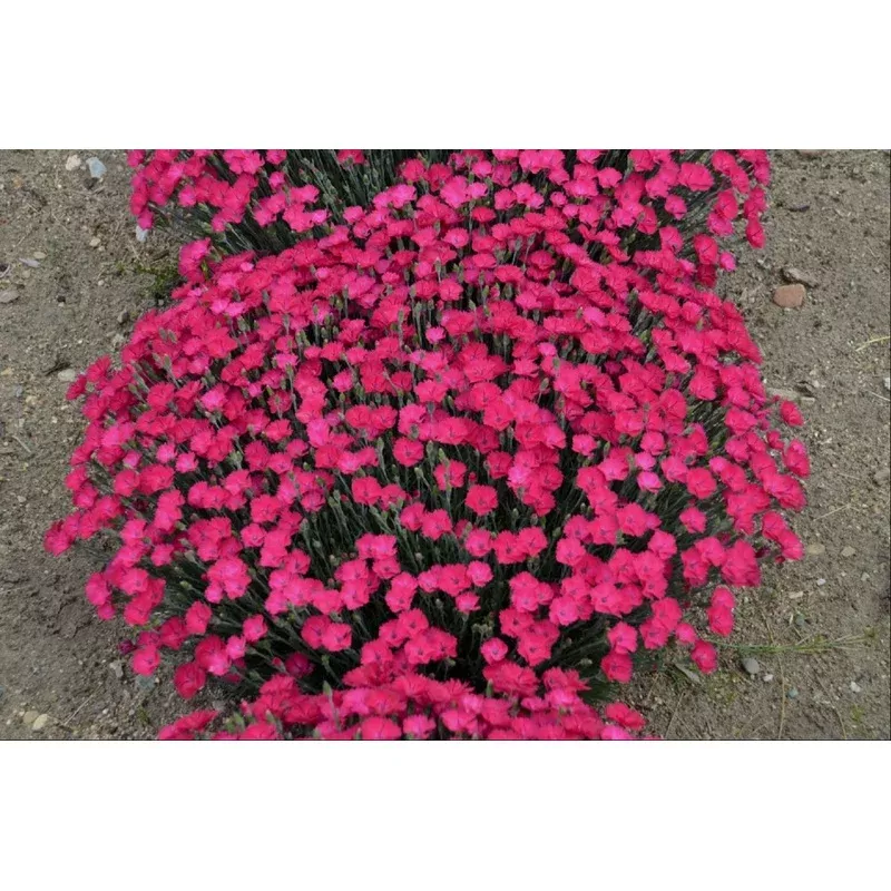 ‘Paint the Town Magenta’ Pinks (Dianthus paint ‘The Town Magenta’) – 1 gallon