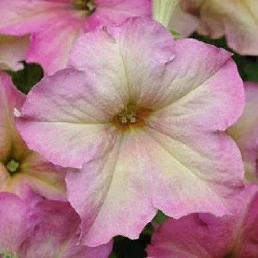 Petunia Sophistica Antique Shades 15 thru 250 Pelleted Seeds Hybrid Petunia