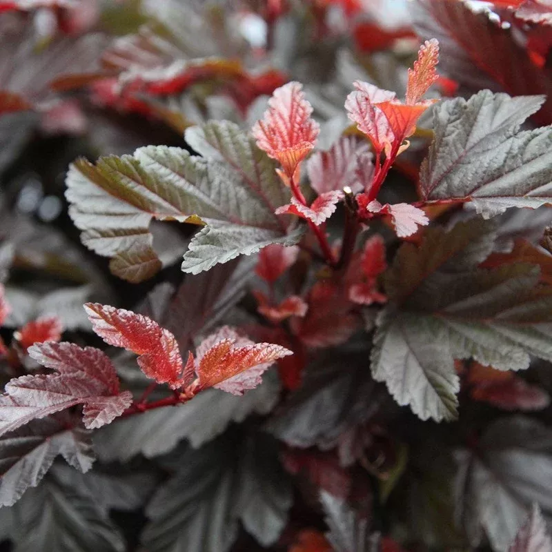 PHYSOCARPUS O. LITTLE ANGEL