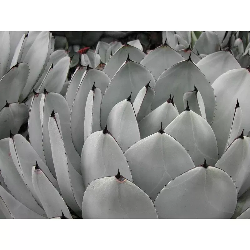 retail-agave-parryi-var-truncata *RETAIL – Agave parryi var. truncata