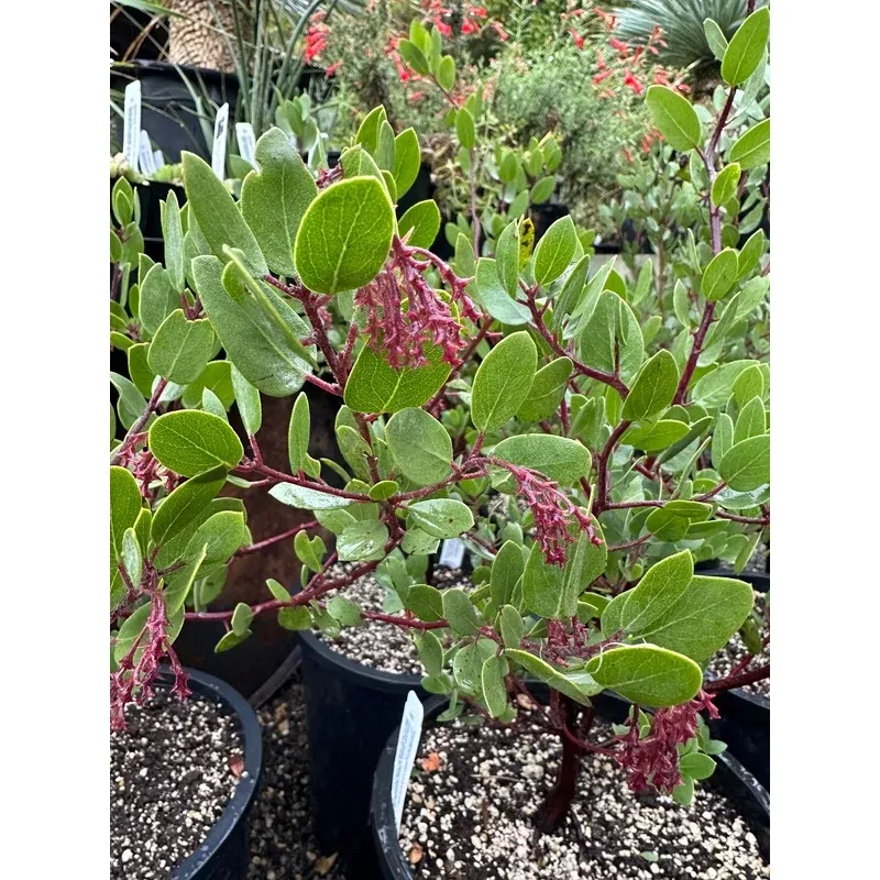 retail-arctostaphylos-bakeri-louis-edmunds *RETAIL – Arctostaphylos bakeri ‘Louis Edmunds’