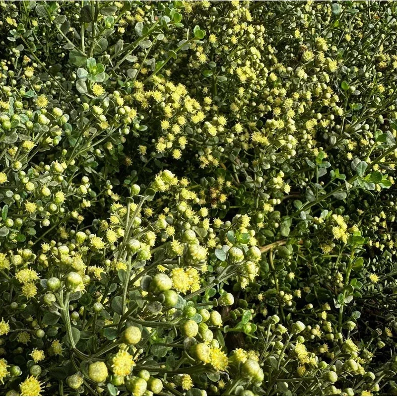 retail-baccharis-pilularis-pistol-pancake *RETAIL – Baccharis pilularis ‘Pistol Pancake’