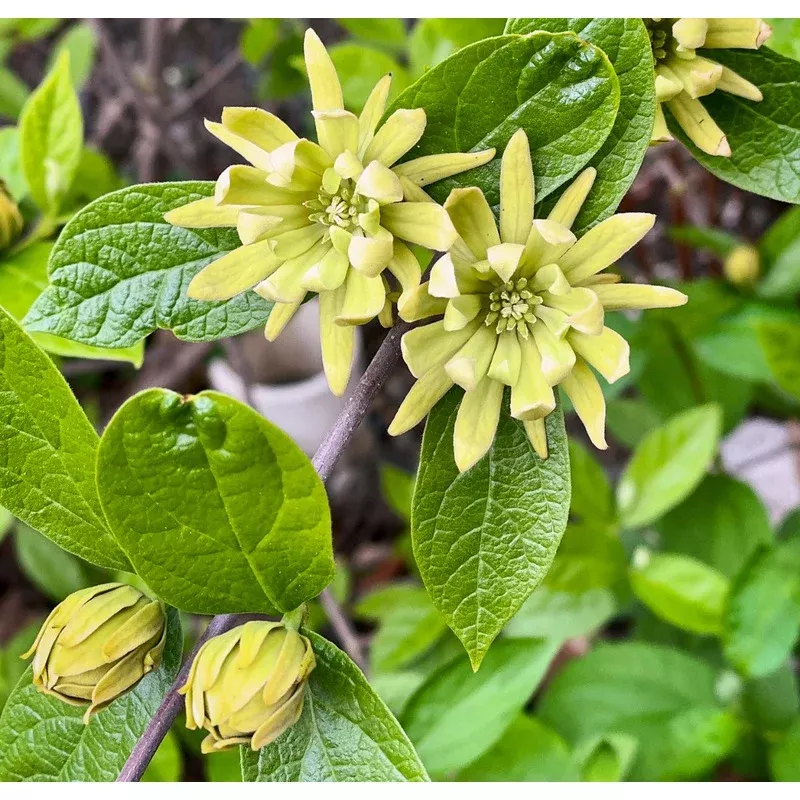 retail-calycanthus-floridus-athens *RETAIL – Calycanthus floridus ‘Athens’