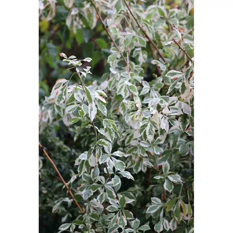 retail-eleutherococcus-sieboldianus-variegatus *RETAIL – Eleutherococcus sieboldianus ‘Variegatus’