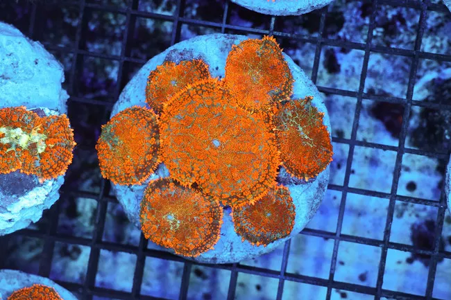 rhodactis-mushroom-rock-colony-wysiwyg-saq-coral-farm Rhodactis Mushroom Rock Colony WYSIWYG - SAQ Coral Farm