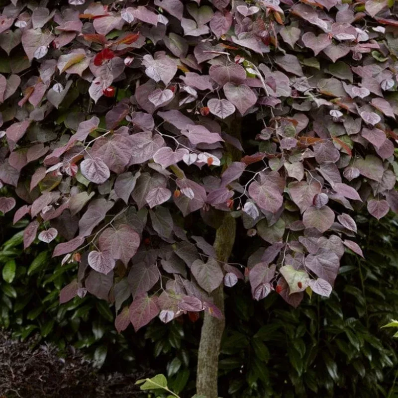 ruby-falls-weeping-redbud-tree ‘Ruby Falls’ Weeping Redbud Tree
